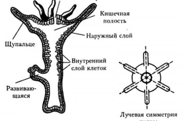 Kra16cc